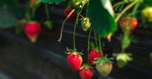 découvrez les plantes compagnes idéales pour les fraises afin d'améliorer leur croissance, protéger contre les parasites et augmenter votre récolte de manière naturelle.