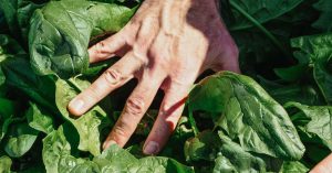 découvrez les précautions essentielles pour garantir la sécurité lors de la culture et de la consommation des graines d'épinard, afin de préserver votre santé et celle de votre famille.