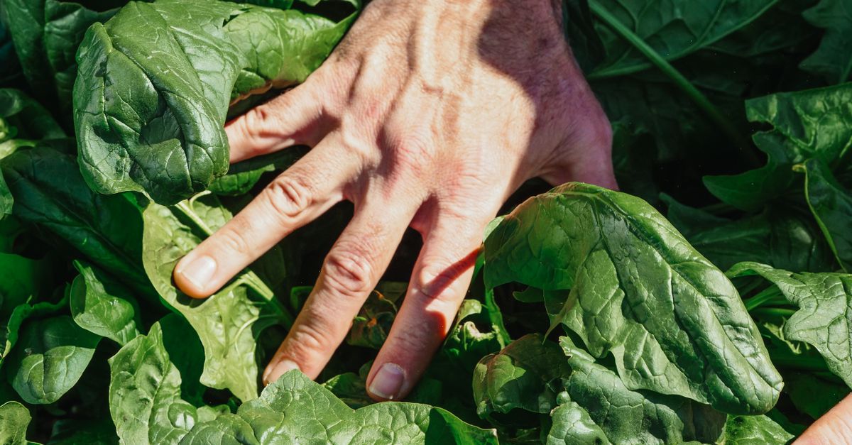 découvrez les précautions essentielles pour garantir la sécurité lors de la culture et de la consommation des graines d'épinard, afin de préserver votre santé et celle de votre famille.
